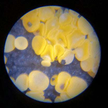 Marvin-Scope-view-mushroom-under-kids-portable-microscope